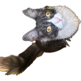 🌟 emoji Стешка бели чорни Telegram sticker 21 of 21