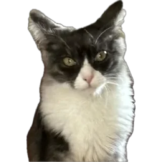 🌟 emoji Стешка бели чорни Telegram sticker 5 of 21