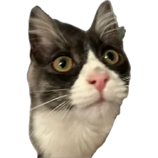 🌟 emoji Стешка бели чорни Telegram sticker 9 of 21