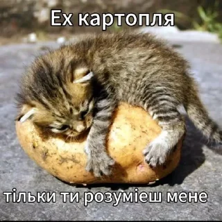 котикиии @guitargun42 sticker 3