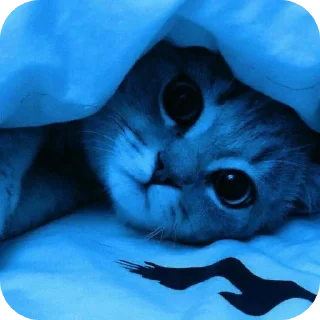 🐱 emoji Бибизяна лучший Telegram sticker 19 of 38