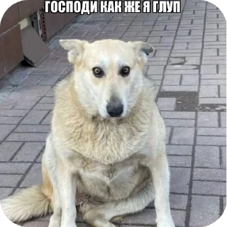🐶 emoji хуйлушка хуйня хуйлопанизе Telegram sticker 12 of 23