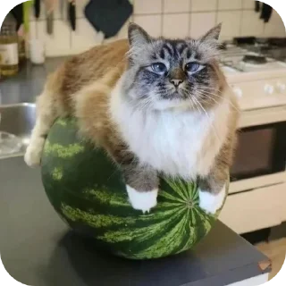 🐱 emoji хуйлушка хуйня хуйлопанизе Telegram sticker 4 of 23