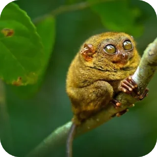 🐞 emoji хуйлушка хуйня хуйлопанизе Telegram sticker 11 of 23
