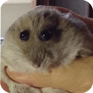 🐱 emoji хуйлушка хуйня хуйлопанизе Telegram sticker 7 of 23