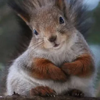 🐿 emoji Slyther In Telegram sticker 9 of 49