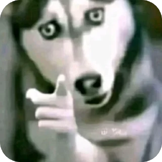 🫥 emoji срака мотика 2: wrong number Telegram sticker 10 of 42
