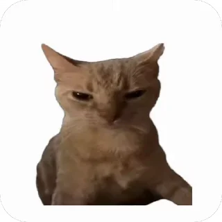 🤬 emoji Котяры ~|~ i love cats Telegram sticker 13 of 54