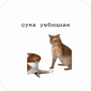 👊 emoji Котяры ~|~ i love cats Telegram sticker 16 of 54