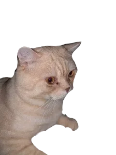 Sticker from боня любимый