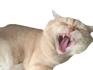 Sticker from боня любимый