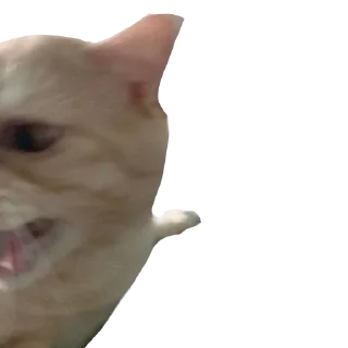 Sticker from боня любимый
