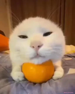 😌 emoji Котики 🐈🐾 Telegram sticker 11 of 104