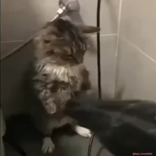 Sticker from Котики 🐈🐾