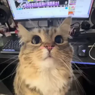 😚 emoji Котики 🐈🐾 Telegram sticker 20 of 104