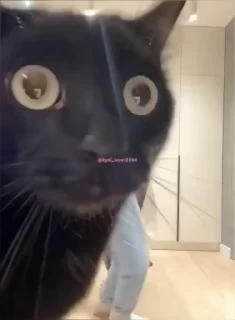😨 emoji Котики 🐈🐾 Telegram sticker 21 of 104