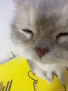 😌 emoji Котики 🐈🐾 Telegram sticker 14 of 104