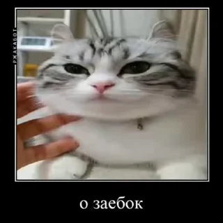 🥴 emoji шедеVральNый пак чимиZZZa главы SVO Telegram sticker 11 of 37
