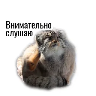 🧏‍♂️ emoji Манул Telegram sticker 15 of 41