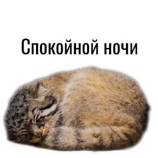 🥱 emoji Манул Telegram sticker 13 of 41