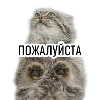 🥺 emoji Манул Telegram sticker 9 of 41