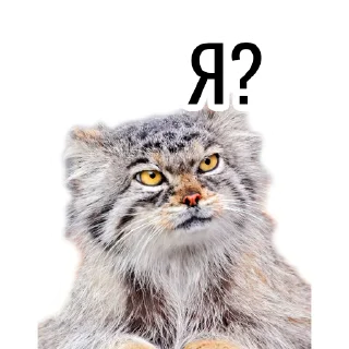 🙋 emoji Манул Telegram sticker 17 of 41