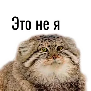 🤔 emoji Манул Telegram sticker 18 of 41