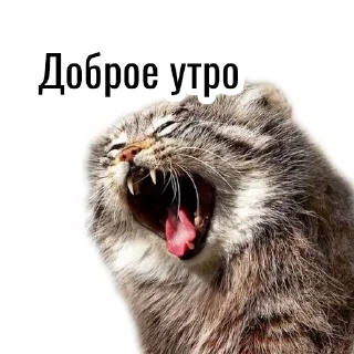 ☀️ emoji Манул Telegram sticker 12 of 41