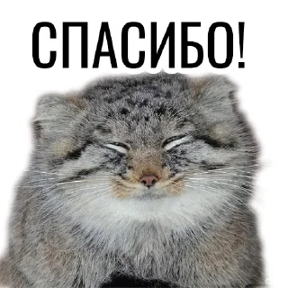 ☺️ emoji Манул Telegram sticker 10 of 41