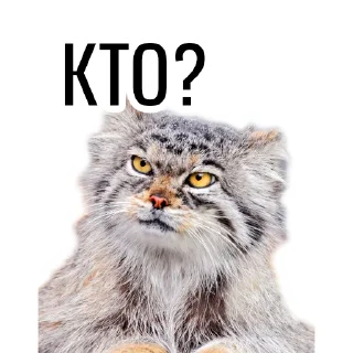 🙋‍♂️ emoji Манул Telegram sticker 16 of 41