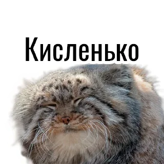 😬 emoji Манул Telegram sticker 23 of 41