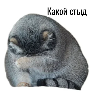🤦 emoji Манул Telegram sticker 11 of 41