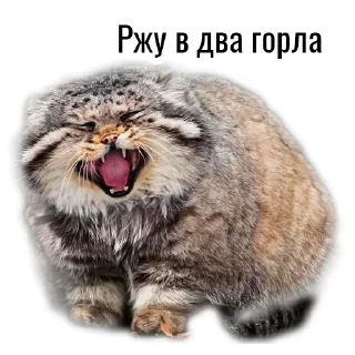 Sticker from Манул