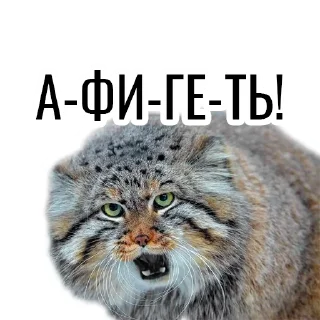 Sticker from Манул