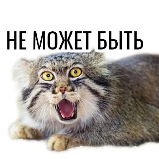 🧐 emoji Манул Telegram sticker 22 of 41