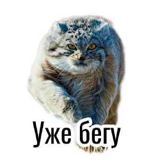 🏃 emoji Манул Telegram sticker 8 of 41