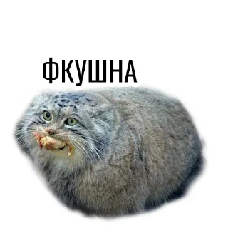🧁 emoji Манул Telegram sticker 24 of 41