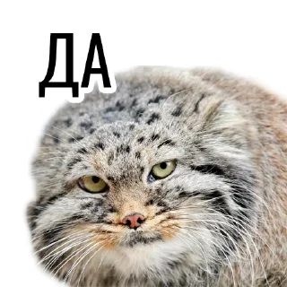 🤝 emoji Манул Telegram sticker 20 of 41