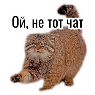 Sticker from Манул