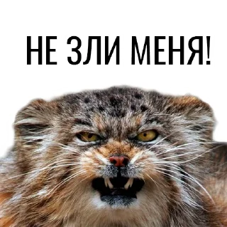 😡 emoji Манул Telegram sticker 6 of 41