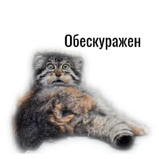 😳 emoji Манул Telegram sticker 5 of 41
