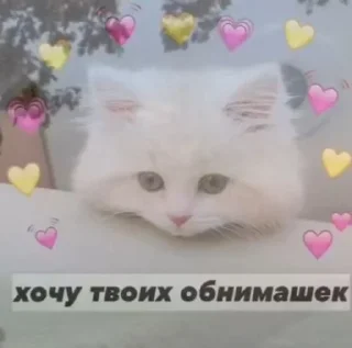 🥺 emoji WadyBoldPavid Telegram sticker 10 of 11