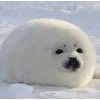 🌟 emoji seals Telegram sticker 6 of 43