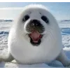 🌟 emoji seals Telegram sticker 5 of 43
