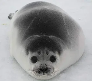 Sticker from Seals