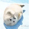 🌟 emoji seals Telegram sticker 23 of 43