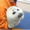 🌟 emoji seals Telegram sticker 13 of 43
