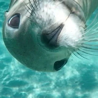 Sticker from Seals