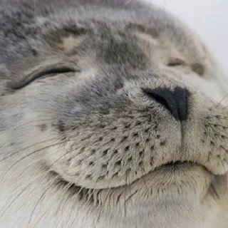Sticker from Seals