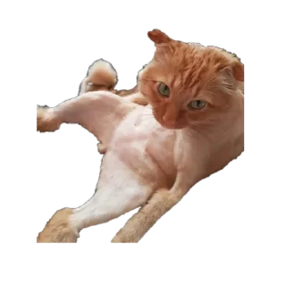 😝 emoji ТАНКИ Telegram sticker 11 of 11